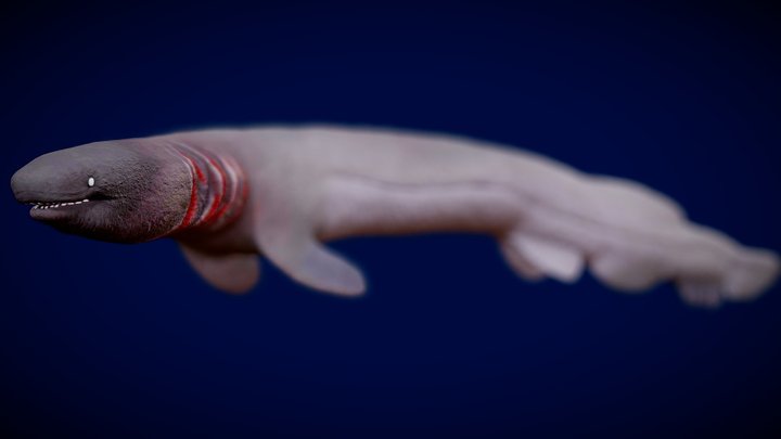 Animated Frilled Shark