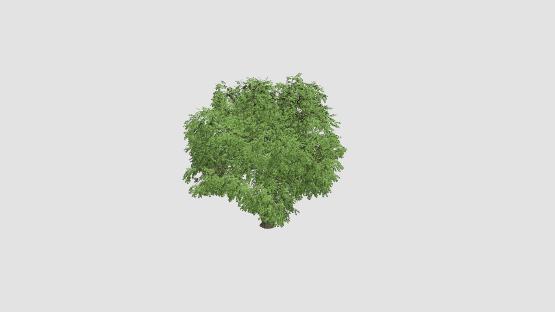 tree - Buy Royalty Free 3D model by Evermotion [2b83a14] - Sketchfab Store