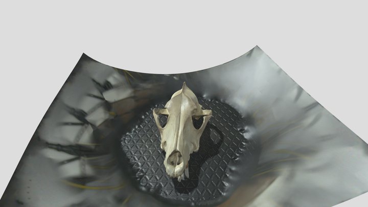 Dog skull 3D Model