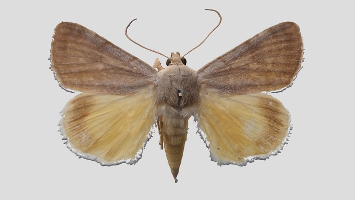 YPMENT.765440 Underwing moth, Catocala messalina – Kostenloses 3D-Modell STL