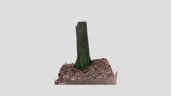 Tree Scan 3D Model