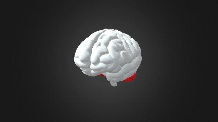 Major Brain Networks 3D Model