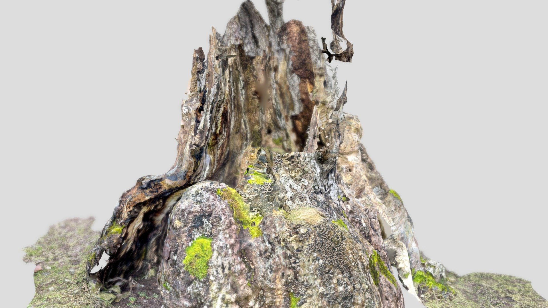 Hollow tree