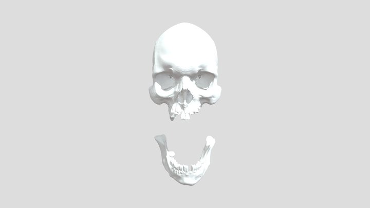 Skull human 3D Model