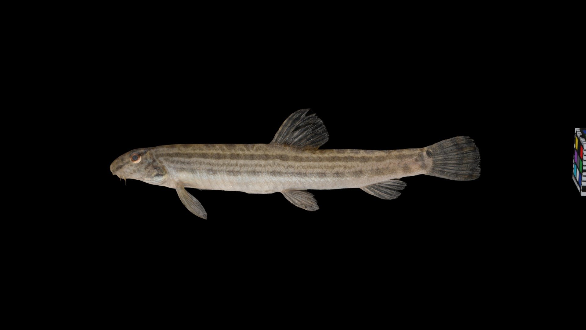 アリアケスジシマドジョウ ♂ Spined Loach, Cobitis kaibarai