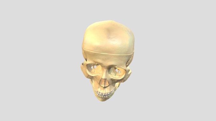 SpiderTestX1_1 3D Model