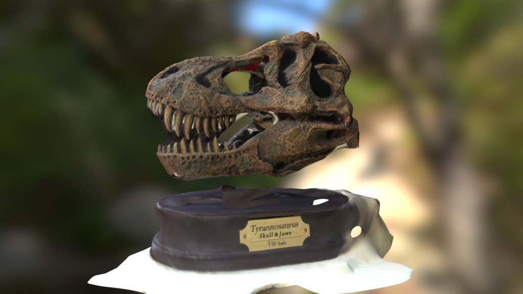 Tyrannosaurus Skull & Jaws 1/10 scale model
