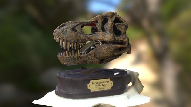 Tyrannosaurus Skull & Jaws 1/10 scale model 3D Model