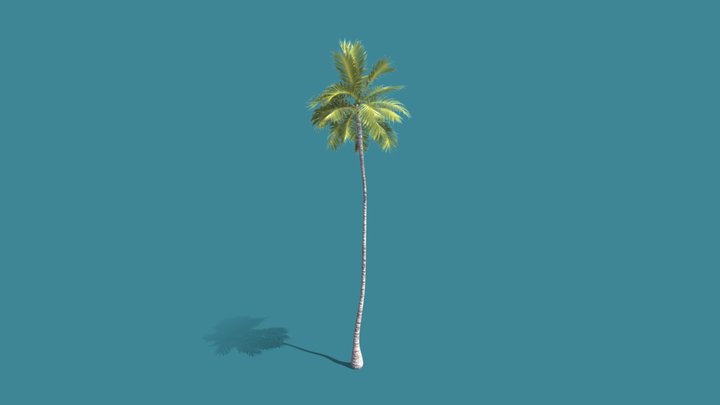 Coconut Tree – Free 3D Model STL
