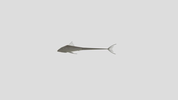 Catfish 3D Model 3D Model
