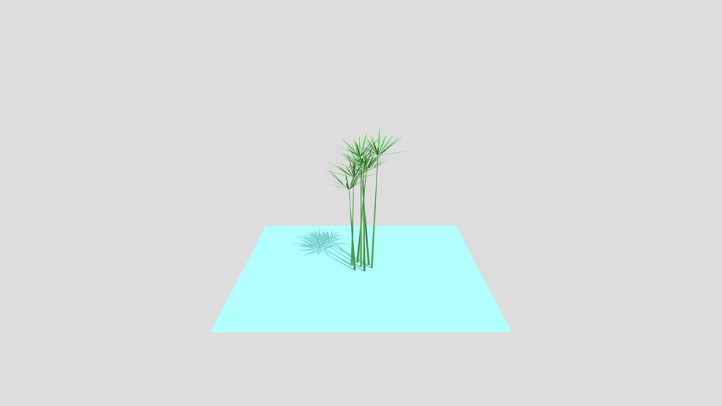 Cyperus alternifolius