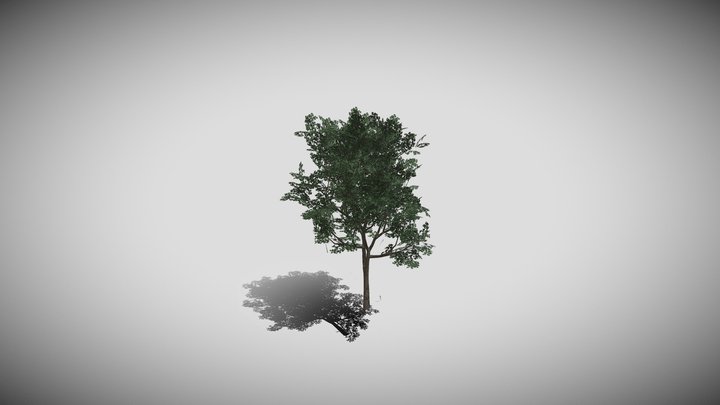 treecob7 3D Model