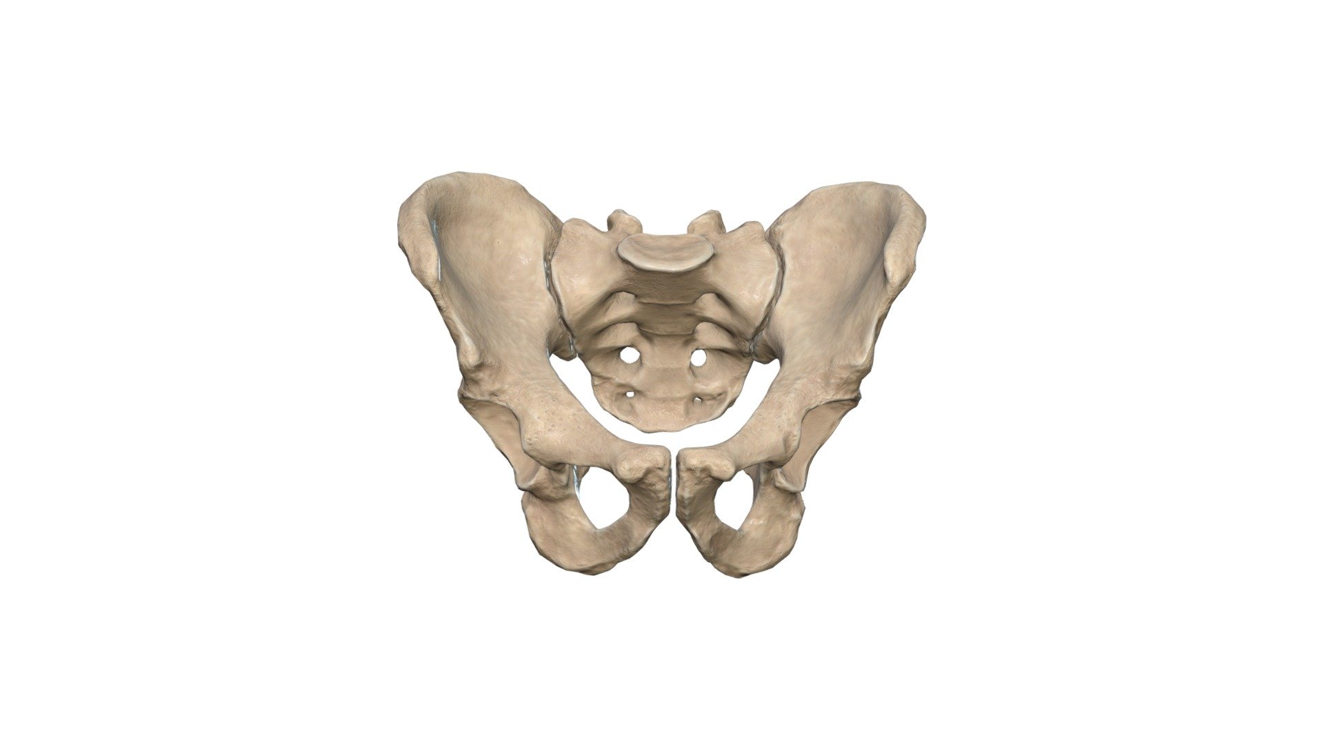 IlliumSacrum - 3D model by Anatomy Next (@a4s) [2b99db9] - Sketchfab