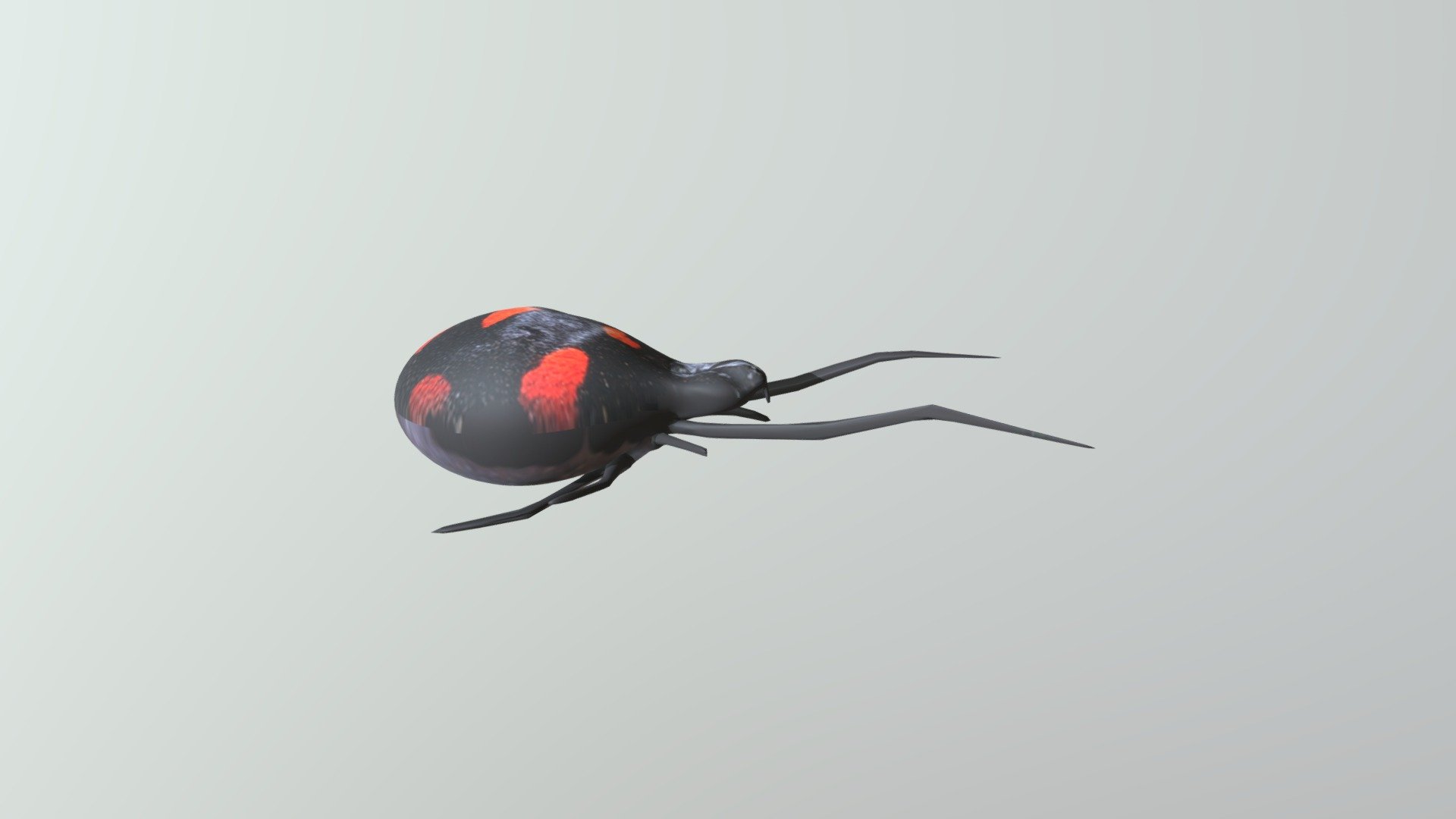 spider