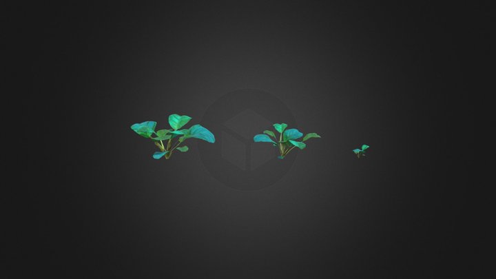 Plants Anubias 3D Model