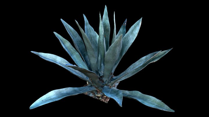 Big Aloe Scan HIGHPOLY
