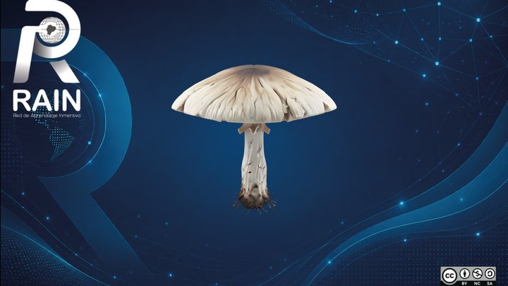 Honey Agaric (Armillaria Mellea) – Free 3D Model STL