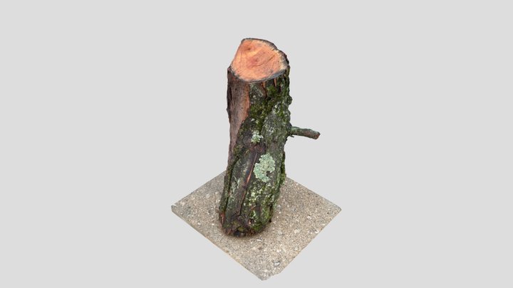 Log 3D Model