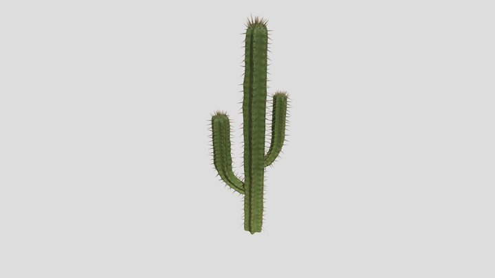 Cactus 3D Model
