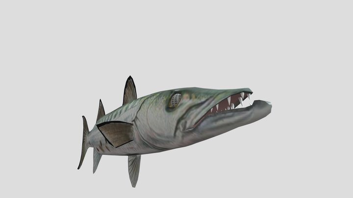 BARRACUDA