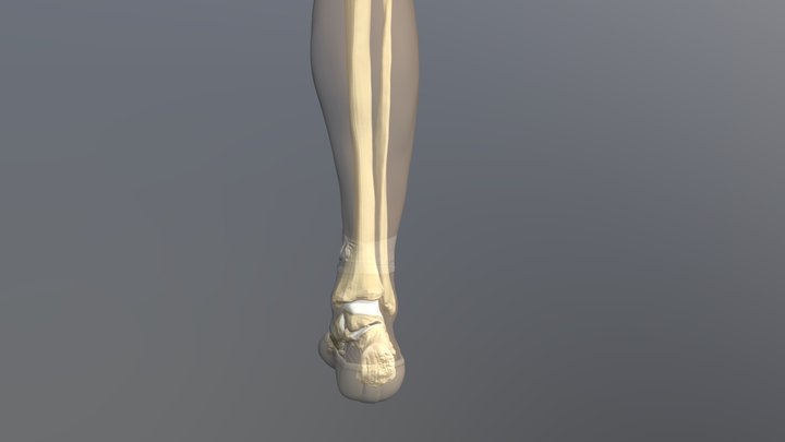 Supination and pronation 3D Model