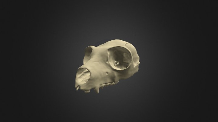 Indri Skull 3D Model