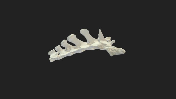 sacrum (os sacrum) donkey – Modèle 3D gratuit STL