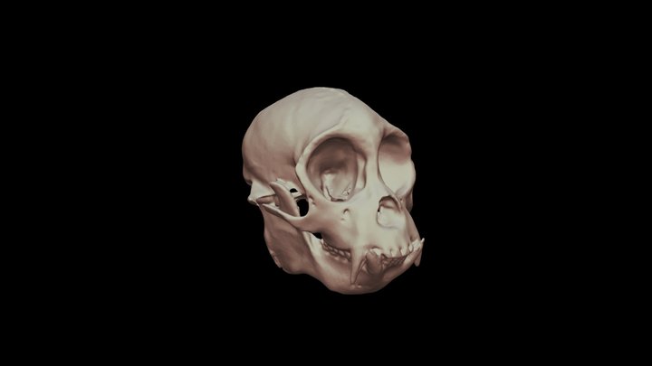 Spider Monkey Skull Reduced Size 3D Model