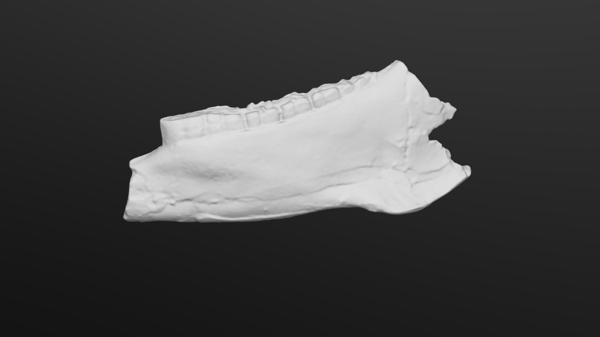 Equus sivalensis Mandible (VCU_3D_4528) Download Free 3D model by
