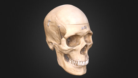 Human Male Full 3D Model