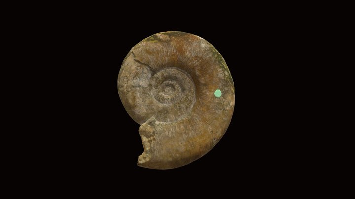 Dumortieria moorei (Lycett, 1857) 3D Model