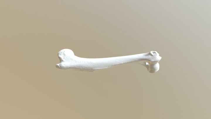 Maske Humerus Right(2) 3D Model
