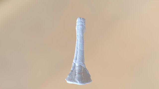 Mesohippus Right Forefoot Bone 3D Model
