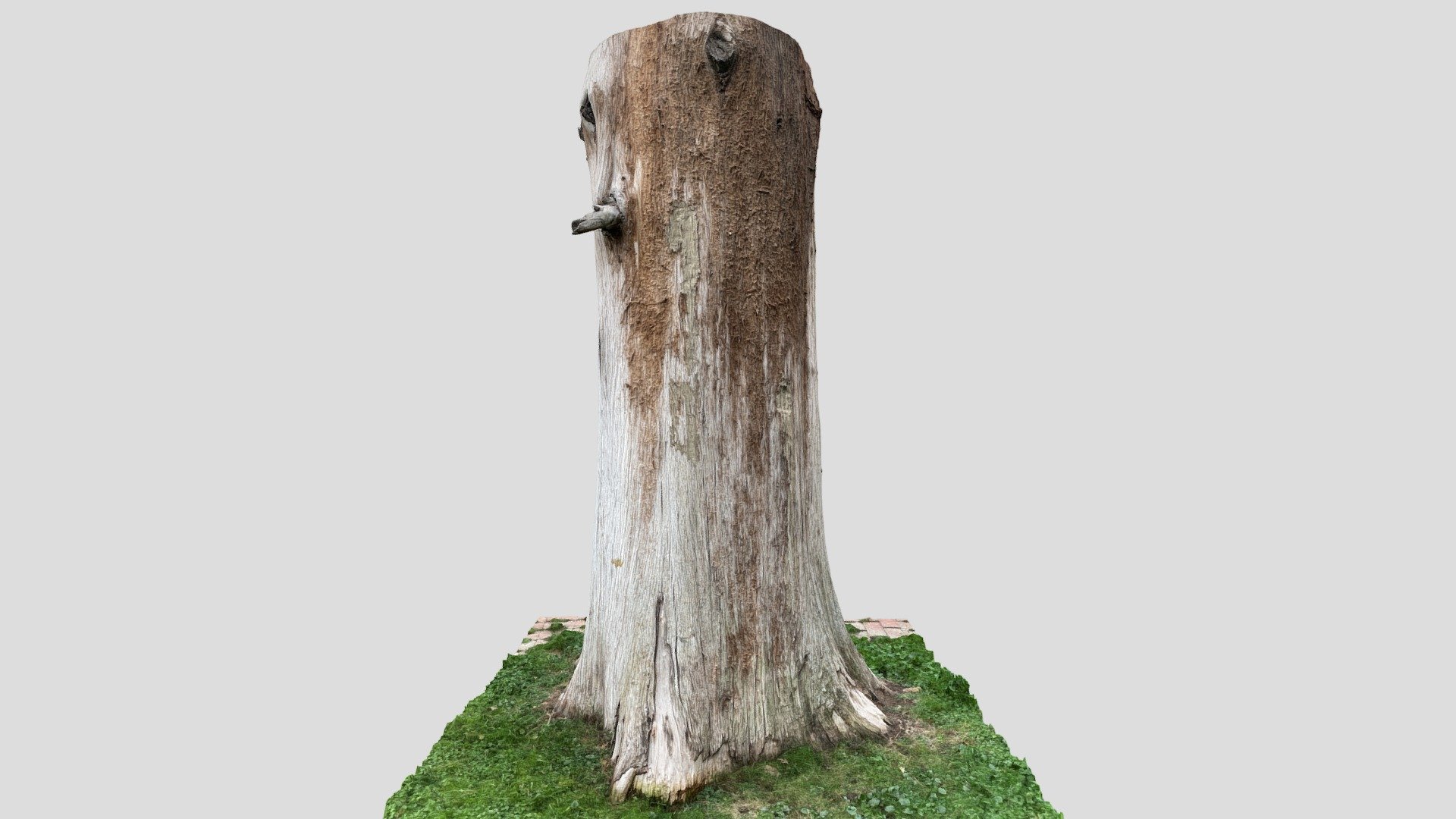 Cupressus Sempervirens. 190 years old. — Sketchfab embed 3D viewer