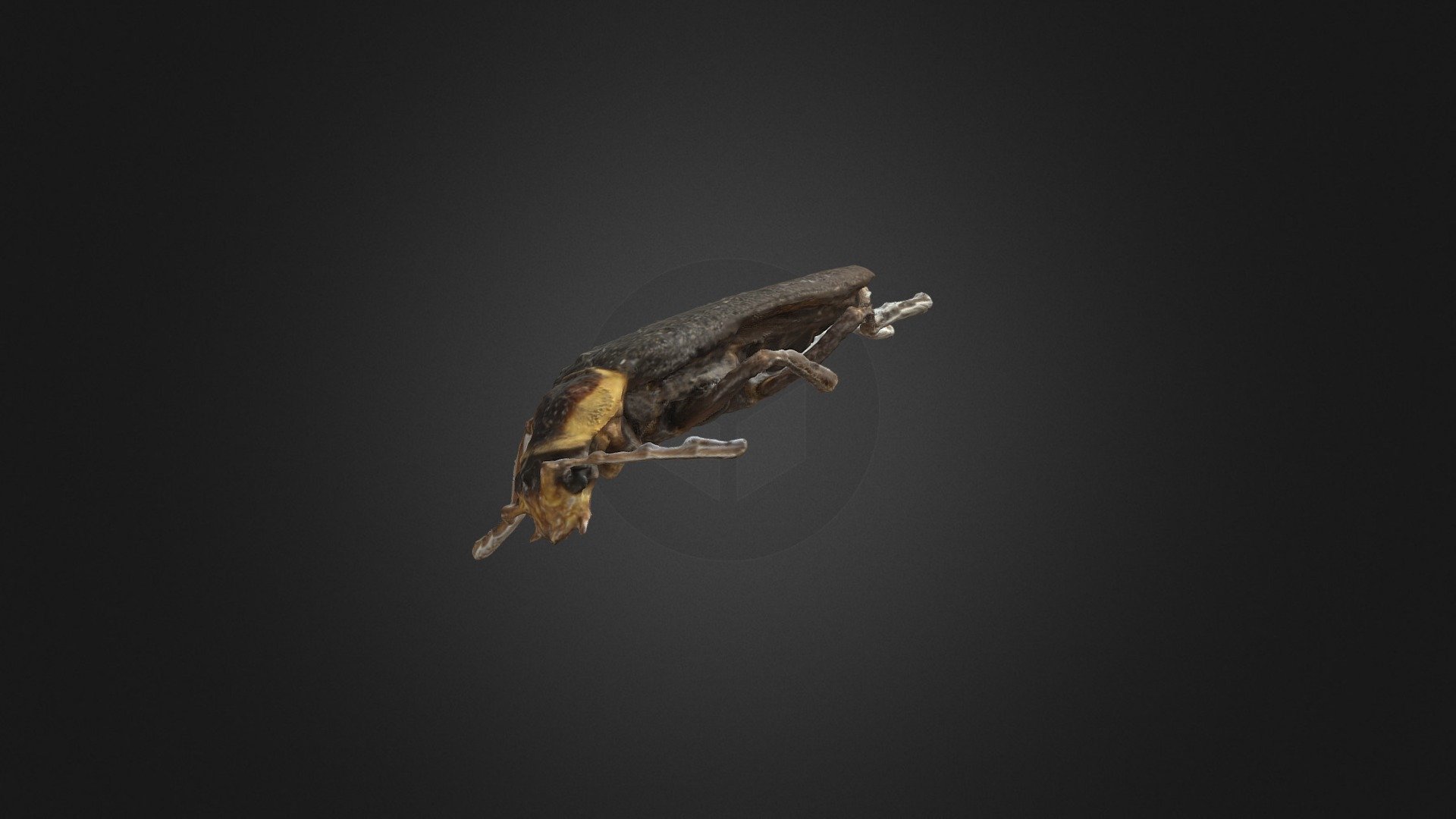Carolina Cantharid