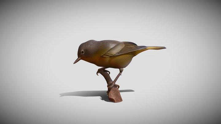 Leiothlypis ruficapilla – Modello 3D gratuito STL