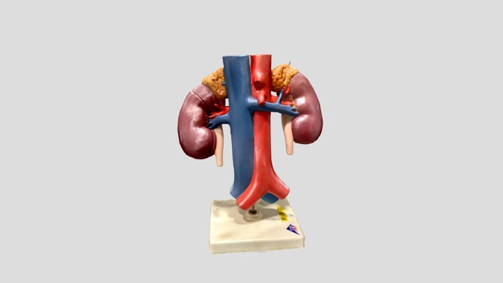 Adrenal Glands 3D Model