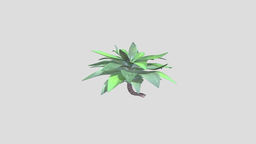 Agave Attenuata Plant Translucent Outdoor Bota