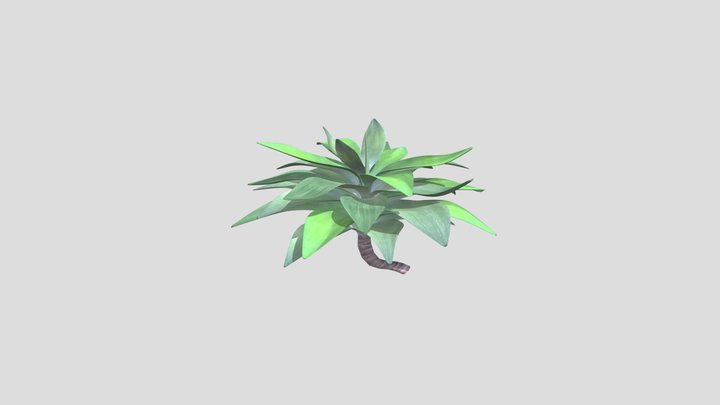 Agave Attenuata Plant Translucent Outdoor Bota