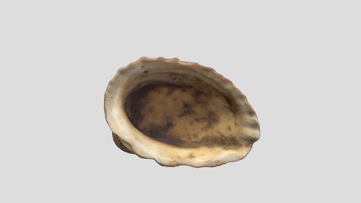 modelo_concha 3D Model
