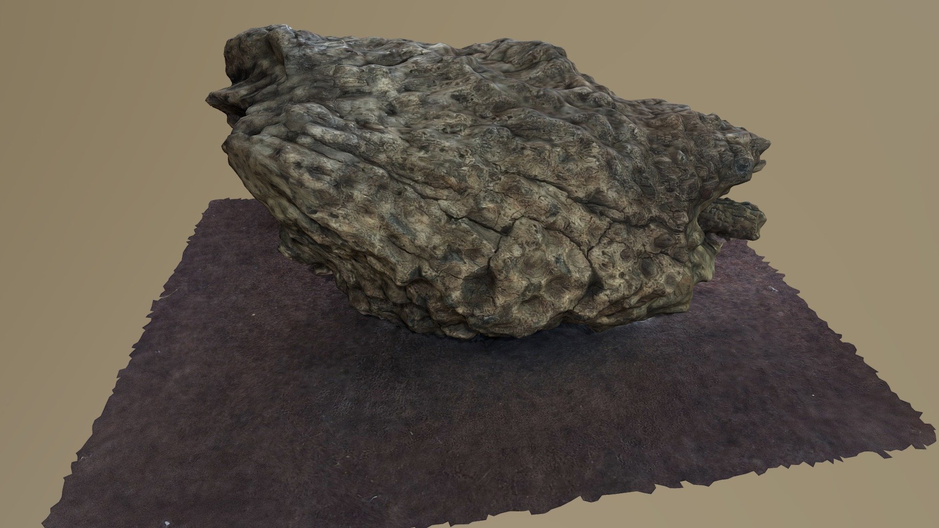 Plant Remain 2 (Osmundales, Permian)