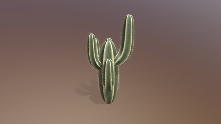 Cactus model 3D Model