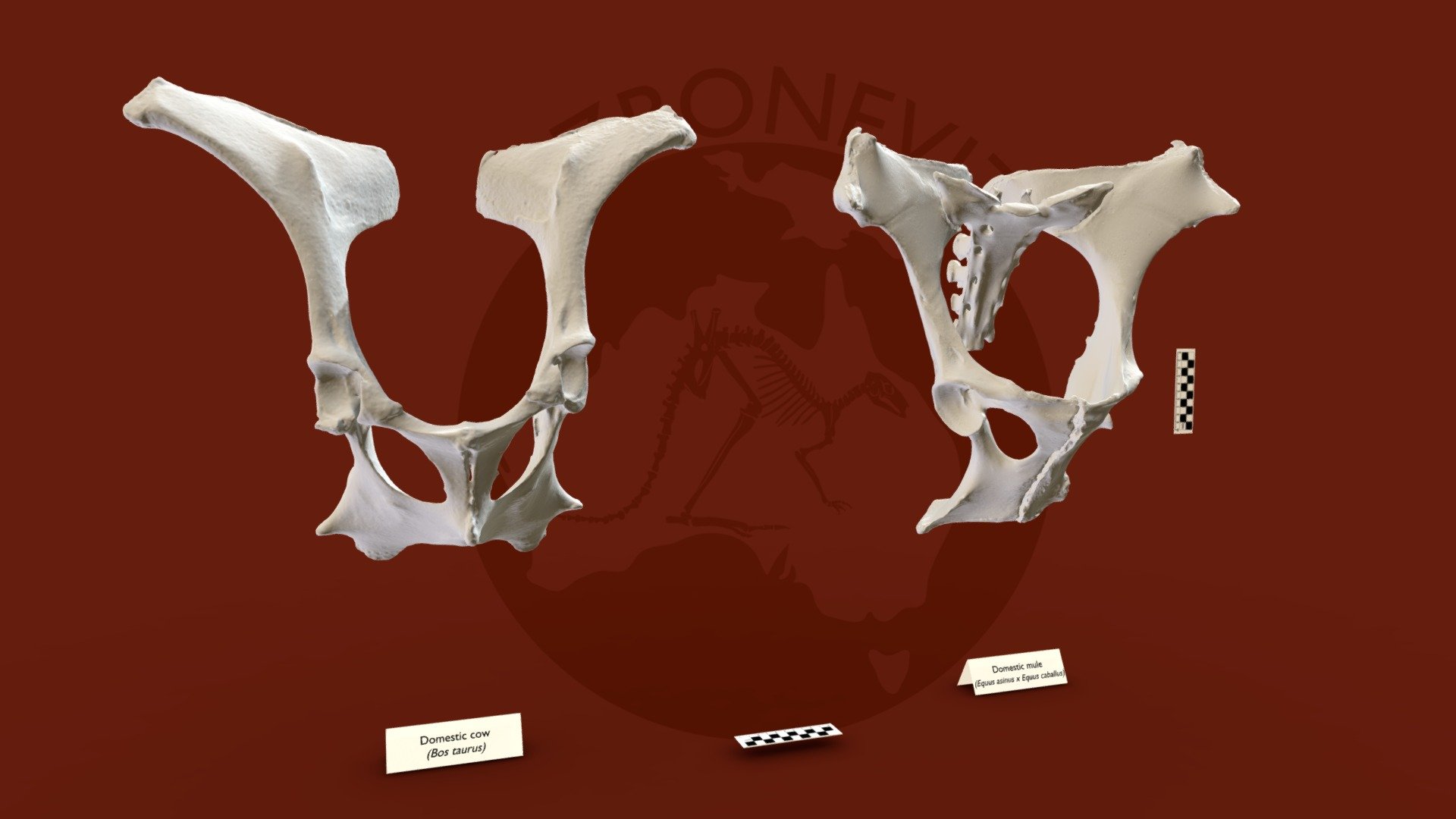 Large mammal pelvis - 3D model by Ozboneviz [2be416a] - Sketchfab