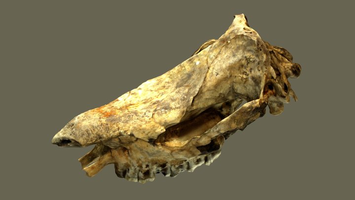 Fossil Cranium Rhinoceros 3D Model