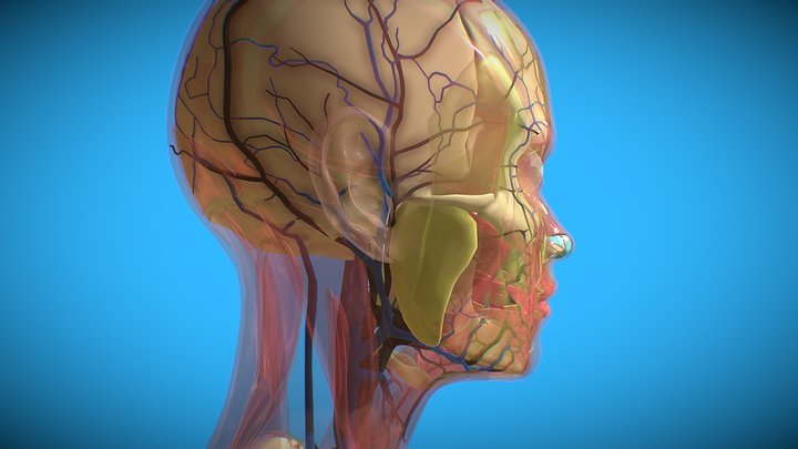 Anatomia Facial 3D Model