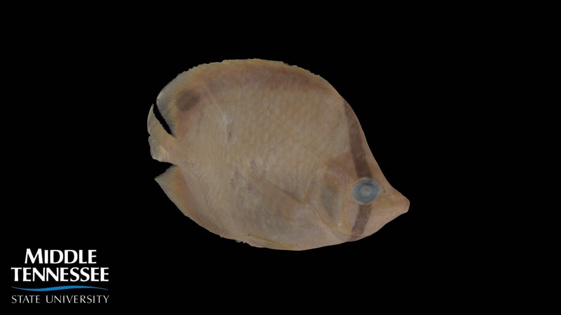 Spotfin Butterflyfish - Chaetodon ocellatus