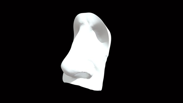 Nose of David 3D Model