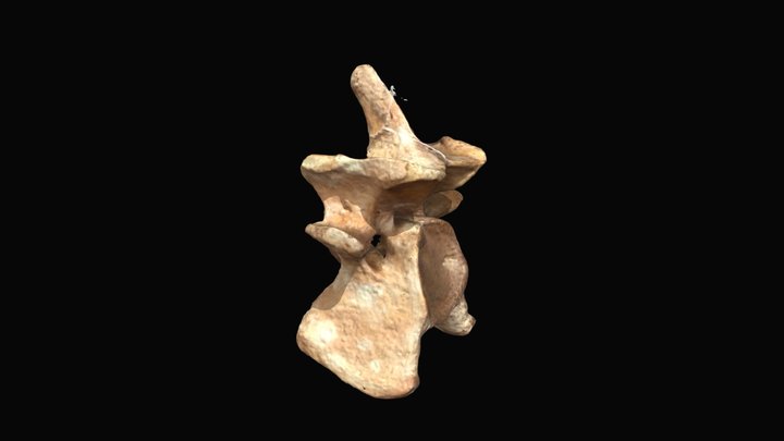vertebra cervical 3D Model
