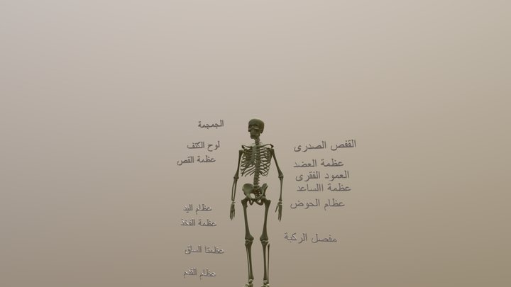 FINAL-SKELE-FBX-tx 3D Model
