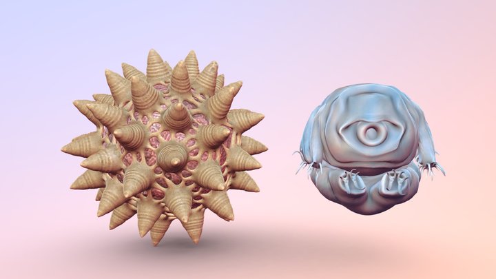Embryonic Tardigrade and Egg 3D Model